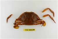 藏品(梭子蟹)的圖片